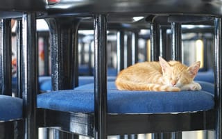 Картинка котенок, стул, лежать