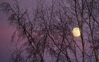 Картинка луна, деревья, ночь