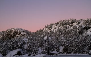 Картинка холм, снег, деревья