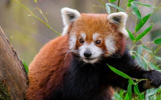 Картинка красная панда, животное, дикая природа