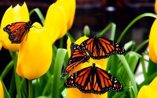 Картинка бабочка, цветы, полет