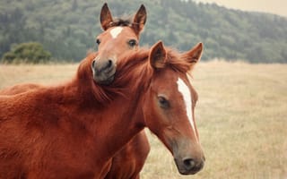 Картинка лошади, пара, трава