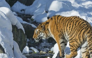 Картинка тигр, снег, хищник