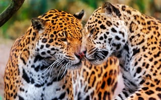 Картинка ягуары, пара, дикие кошки