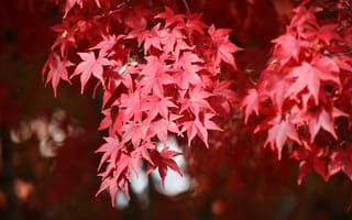 Картинка японский клен, ветки, листья