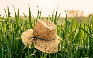 Картинка шляпа, трава, колосья