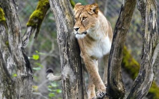 Картинка львица, большая кошка, животное