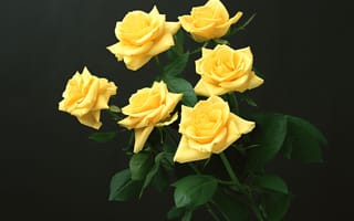 Картинка желтые розы, черный, цветы