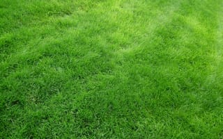 Картинка текстура, трава, поле