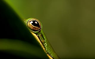 Картинка глаз, лягушка, трава