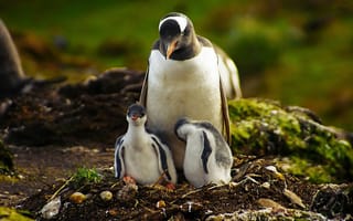 Картинка пингвин, трава, прогулка