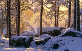 Обои зима, деревья, лес