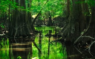 Картинка лес, деревья, водоём