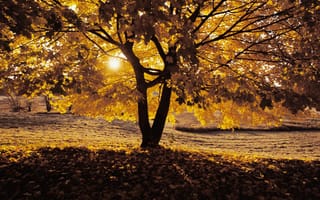 Картинка осень, дерево, тень