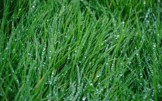 Картинка трава, дождь, капли