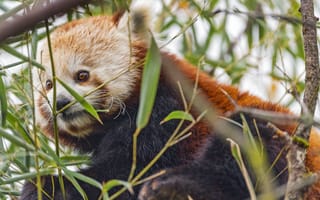 Картинка красная панда, животное, листья