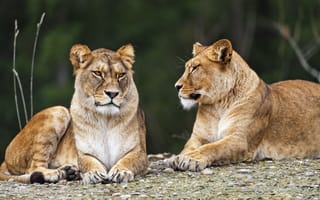 Картинка львица, поза, хищник