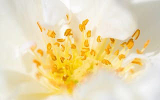 Картинка цветок, пыльца, макро