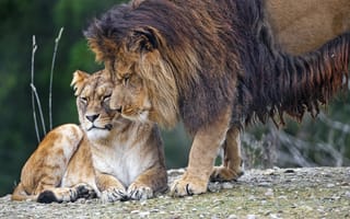Картинка лев, львица, хищники