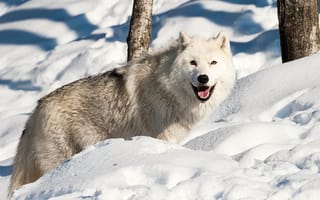 Картинка собака, волк, снег