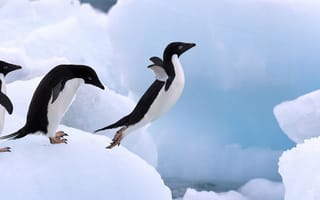 Картинка пингвин, снег, прыжок