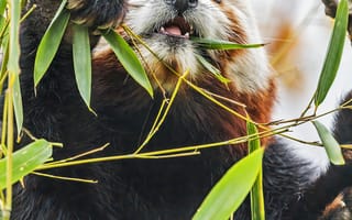 Картинка красная панда, дикая природа, животное