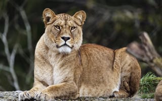 Картинка львица, лев, большая кошка