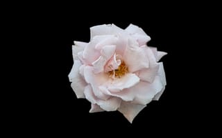 Картинка роза, лепестки, цветок