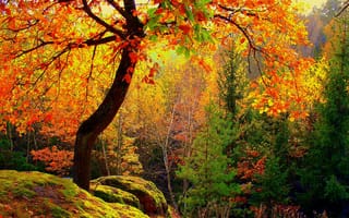 Обои осень, лес, деревья