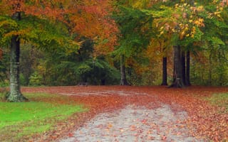 Картинка осень, дорога, деревья