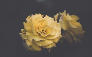 Картинка роза, цветок, желтый