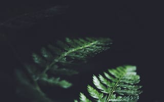 Картинка листья, растение, макро