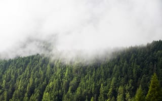 Картинка лес, деревья, туман