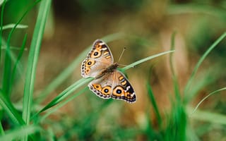Картинка луговой аргус, бабочка, трава