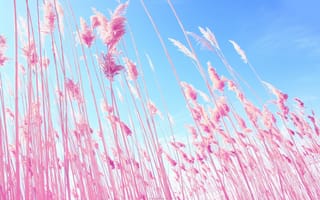 Картинка трава, розовый, небо