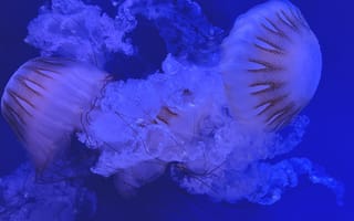 Картинка медуза, щупальца, синий