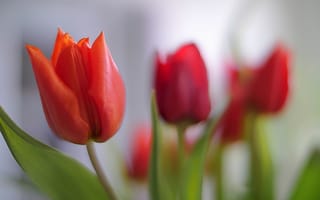 Картинка тюльпан, лепестки, цветок
