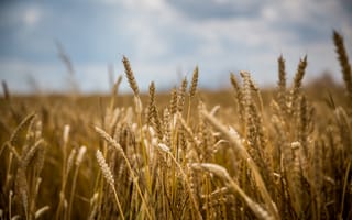 Картинка пшеница, поле, колосья