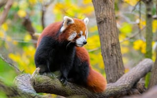 Картинка красная панда, животное, дерево