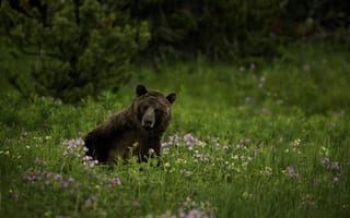 Картинка медведь, животное, дикая природа