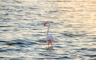 Картинка фламинго, птица, море