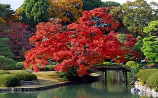 Картинка деревья, осень, красиво