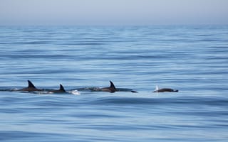 Картинка дельфины, плавники, море