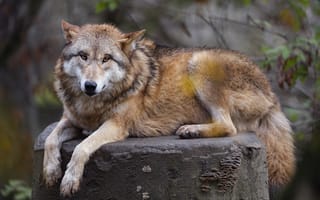 Картинка гималайский волк, волк, хищник