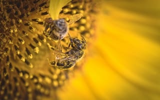 Картинка пчела, пыльца, подсолнух