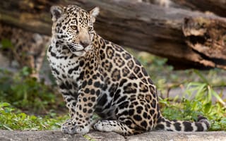 Картинка ягуар, хищник, большая кошка