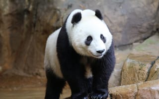Картинка панда, животное, дикая природа