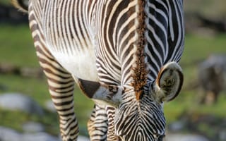 Картинка зебра, дикая природа, животное