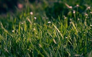 Картинка трава, цветы, мелкий