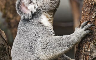 Картинка коала, дикое животное, дерево